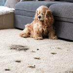 Sisal Rug Pet Stains